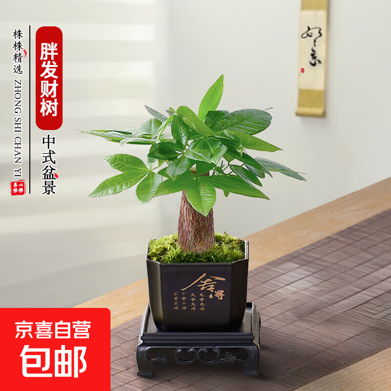 绿萝文竹九里香小叶赤楠禅意盆栽办公室桌面植物小盆景绿植花卉苗 胖发财树+舍得盆+方底托+青苔