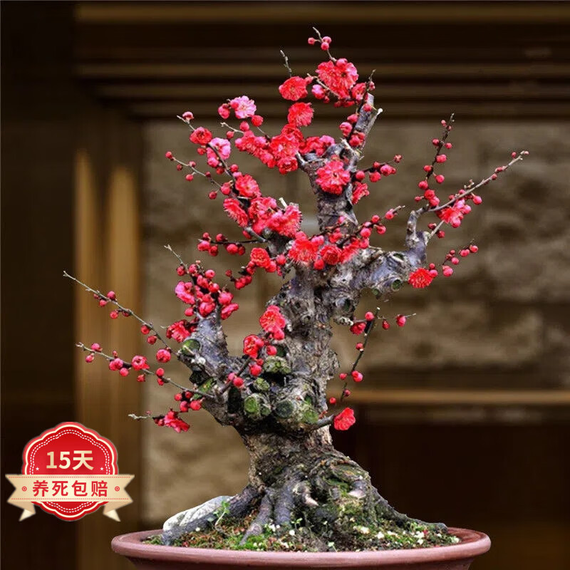 泰西丝 梅花盆栽红梅腊梅盆景树苗花卉植物室内阳台庭院 红梅地径