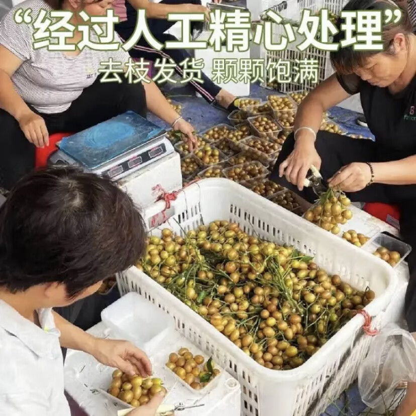 三萌果蔬广东鸡心黄皮果【顺丰冷链闪送】当季特产新鲜水果节日送礼 10斤精选装【冰糖心黄皮-纯甜无酸】净重8斤 S+级臻品果【品质升级】冷链速发