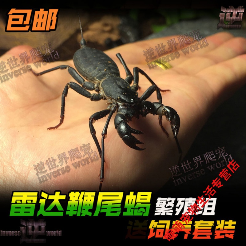宠物蝎活体鞭蝎成体鞭尾蝎雷达蝎成体5-7cm一对公母 亚成体1只