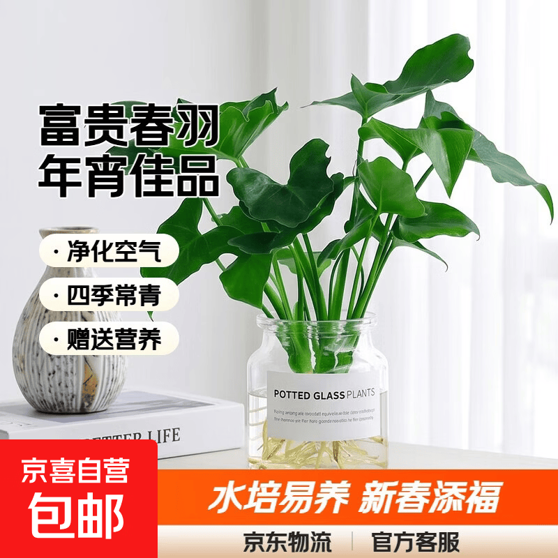 年宵花富贵竹龙鳞春羽水培植物春节过年装饰绿萝盆栽花卉绿植年货 精品春羽20-25cm【3棵】送营养液
