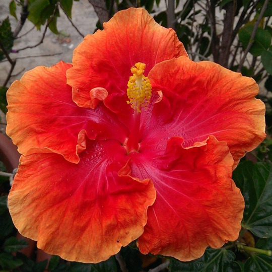 扶桑花树苗 盆栽花卉多色扶桑苗红色扶桑花苗 大花重瓣朱槿牡丹芙蓉花