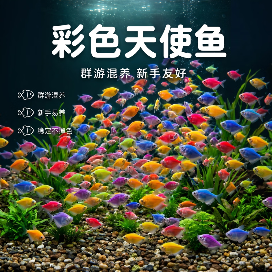 【正宗彩色天使鱼】小型观赏鱼宠物活鱼淡水鱼新手小鱼混养孔雀鱼 精选天使鱼10条 【推荐20cm缸】 【中通驿站自取】-送饲料
