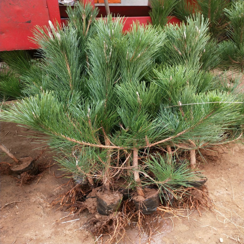 宇檬哲绿化苗木黑松大苗庭院黑松苗黑松树苗四季常青盆景植物松树苗 1