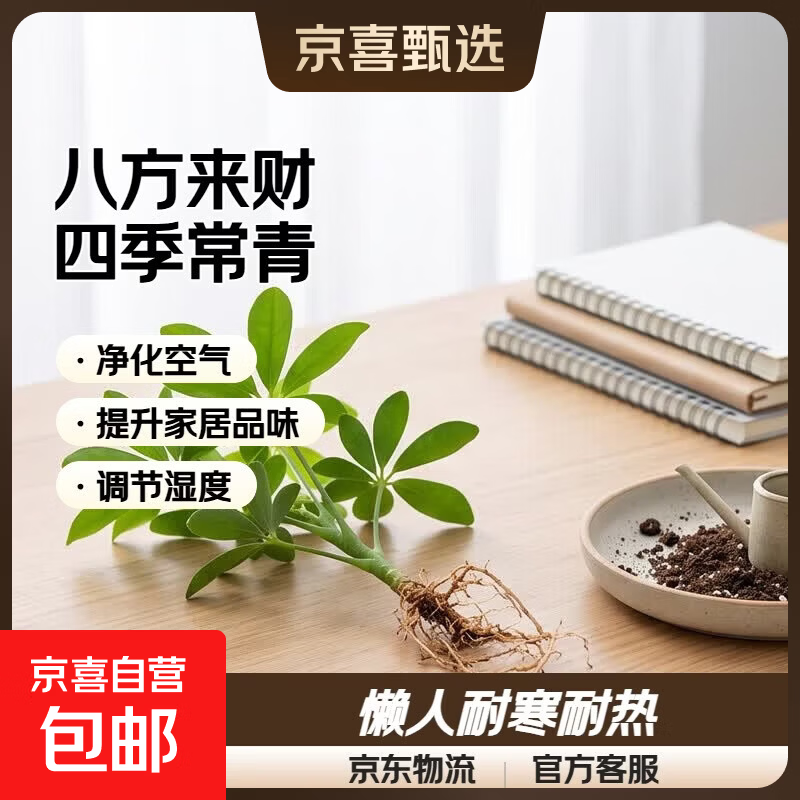 【爆款】八方来财鸭脚木绿植花卉发财树四季常青懒人耐寒耐热植物 八方来财免浇水小苗1枝