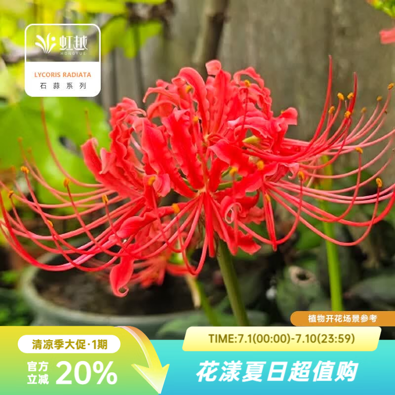 虹越2026石蒜种球 庭院花园多年生曼珠沙华彼岸花球根花卉种球HN 【5球】红花石蒜(曼珠沙华) (周长10+cm)