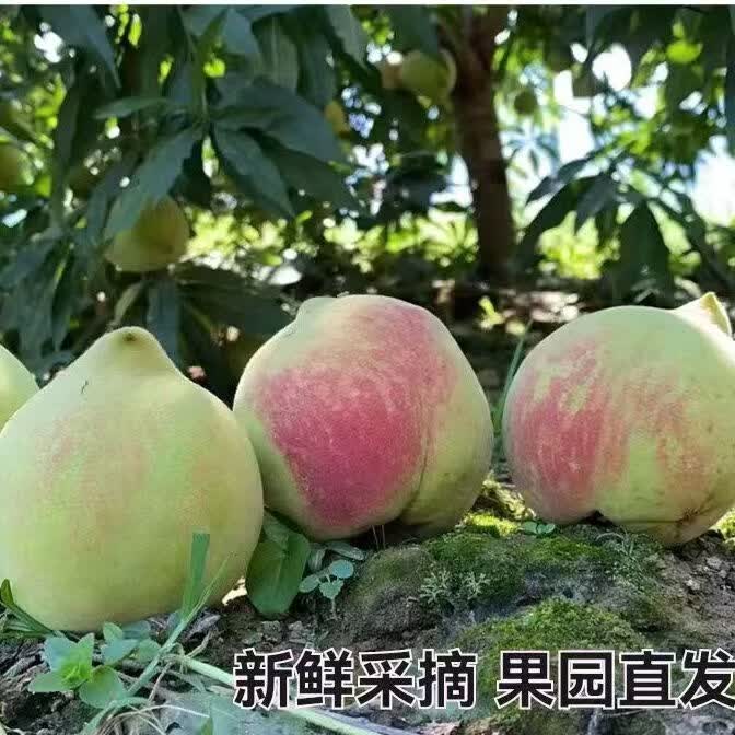 正宗广东河源连平上坪鹰嘴蜜桃脆甜新鲜水果桃子水蜜毛桃产地直发 5斤装【精品中果120g以上】