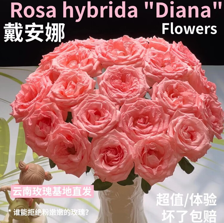 仙花四季情人节热销粉色戴安娜影星玫瑰鲜花花束云南基地直发鲜切花批发 【10枝】戴安娜粉色单头玫瑰 【花苞状态发货，收到先醒花】下单联系客服领取养护