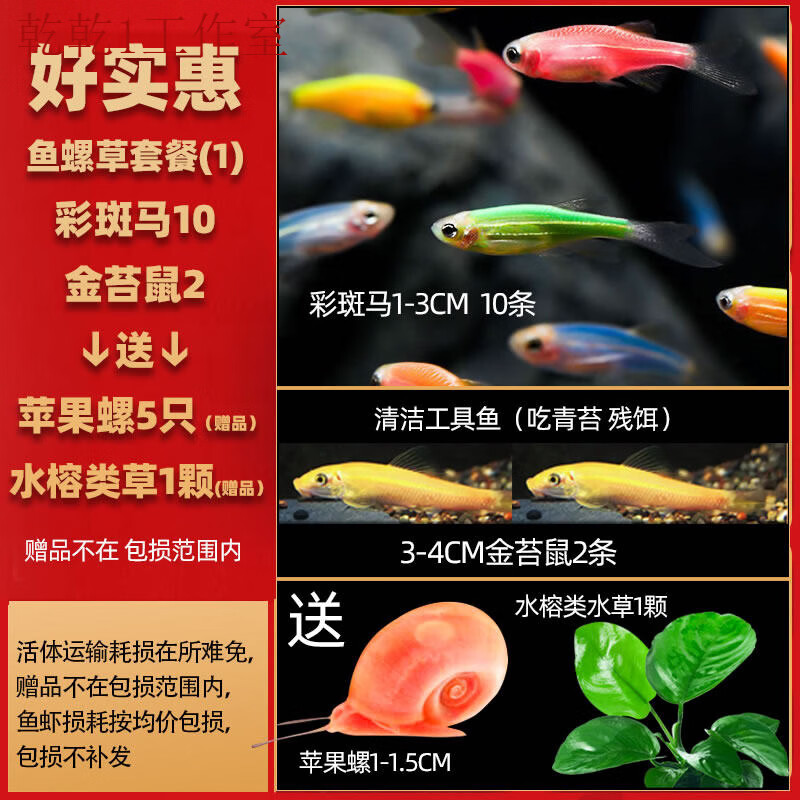 热带观赏活鱼好养宝莲灯斑马淡水金鱼苗天使孔雀小型红绿灯科小鱼 【好实惠】鱼虾螺草套餐1 +水草 螺