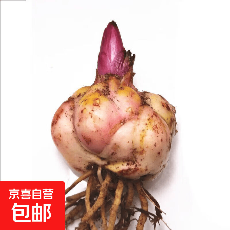 香水百合种球四季开花盆栽带花苞进口重瓣百合花球种子花苗鲜花卉 香水百合颜色随机可备注(单种球)