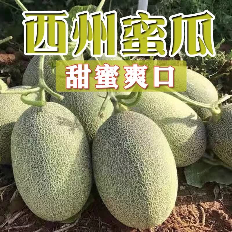 正宗脆甜西州蜜25生鲜应季时令水果京东物流产地直发 脆甜多汁8-10斤(2-4粒装)带箱