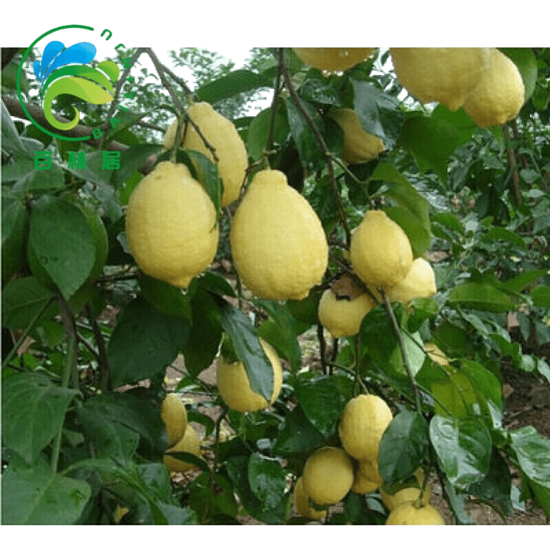 京东苗木价格曲线在哪看|苗木价格比较