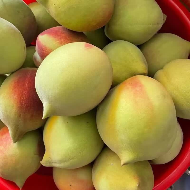 正宗广东河源连平上坪鹰嘴蜜桃脆甜新鲜水果桃子水蜜毛桃产地直发 5斤装【精品中果120g以上】