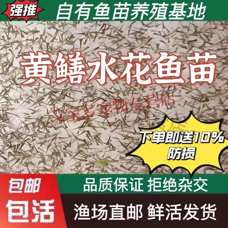 长鱼苗鳝鱼 活体鱼苗小黄鳝苗 淡水养殖鳝苗活体 黄鳝水花苗五千尾
