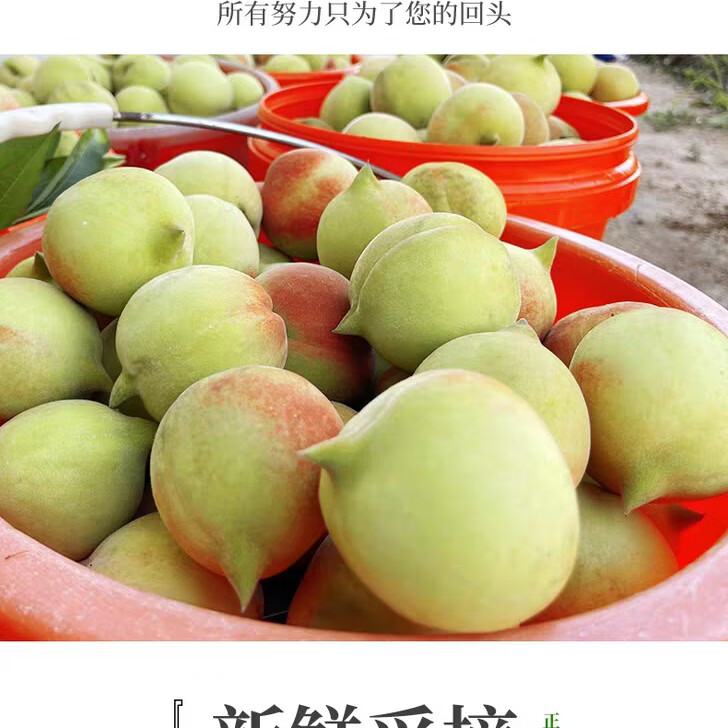 现货鹰嘴桃新鲜水果当季连整箱正宗河源甜脆油广东水蜜桃子平蜜桃 10斤 大果(150+)