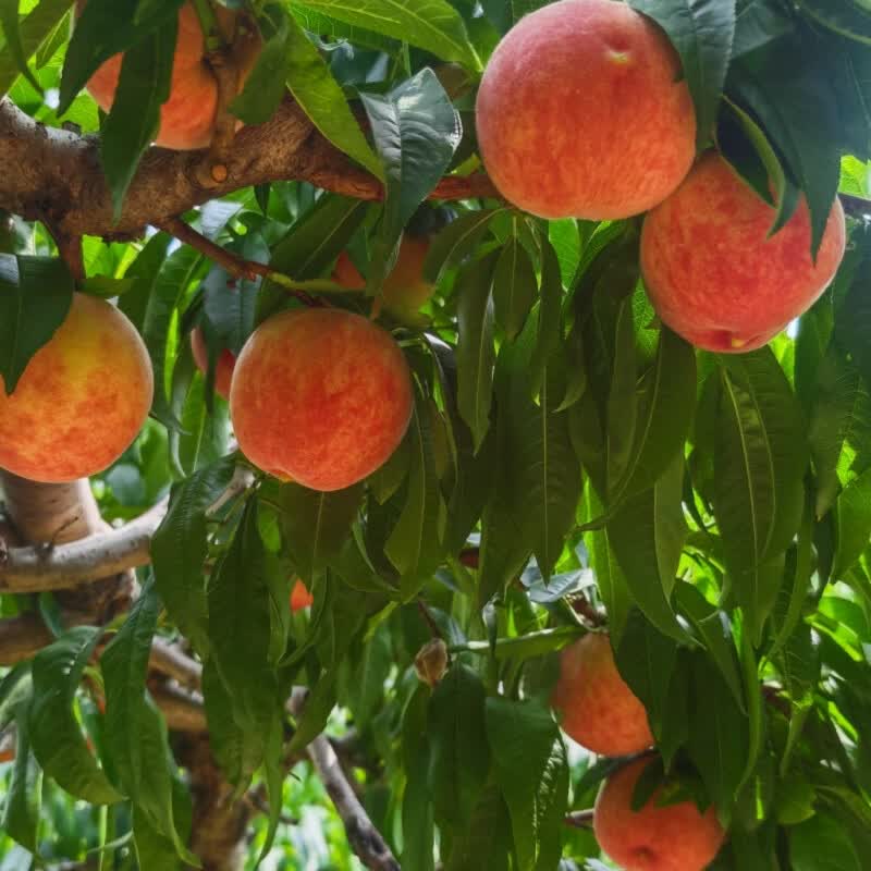 山东蒙阴蜜桃 新鲜水果 自家果园 现摘现发【水蜜桃】 4.5斤普通箱
