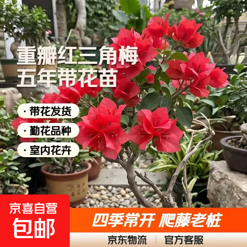重瓣红三角梅盆栽带花三角梅苗勤花品种爬藤老桩室内花卉植物四季 中国红 3年苗【当年开花】不含盆