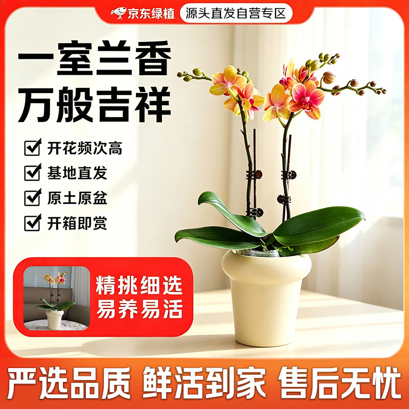 京东绿植蝴蝶兰七夕520情人节教师节礼物乔迁送礼一株双梗含花盆