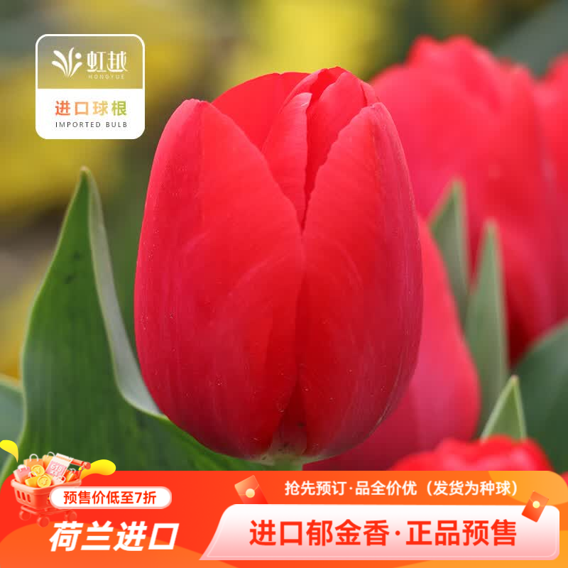 虹越（HONGYUE）2026新品荷兰进口郁金香5度种球耐寒易养盆栽地栽球根花卉预售 【进口5度球·5球】红色长安（球周长12cm+）