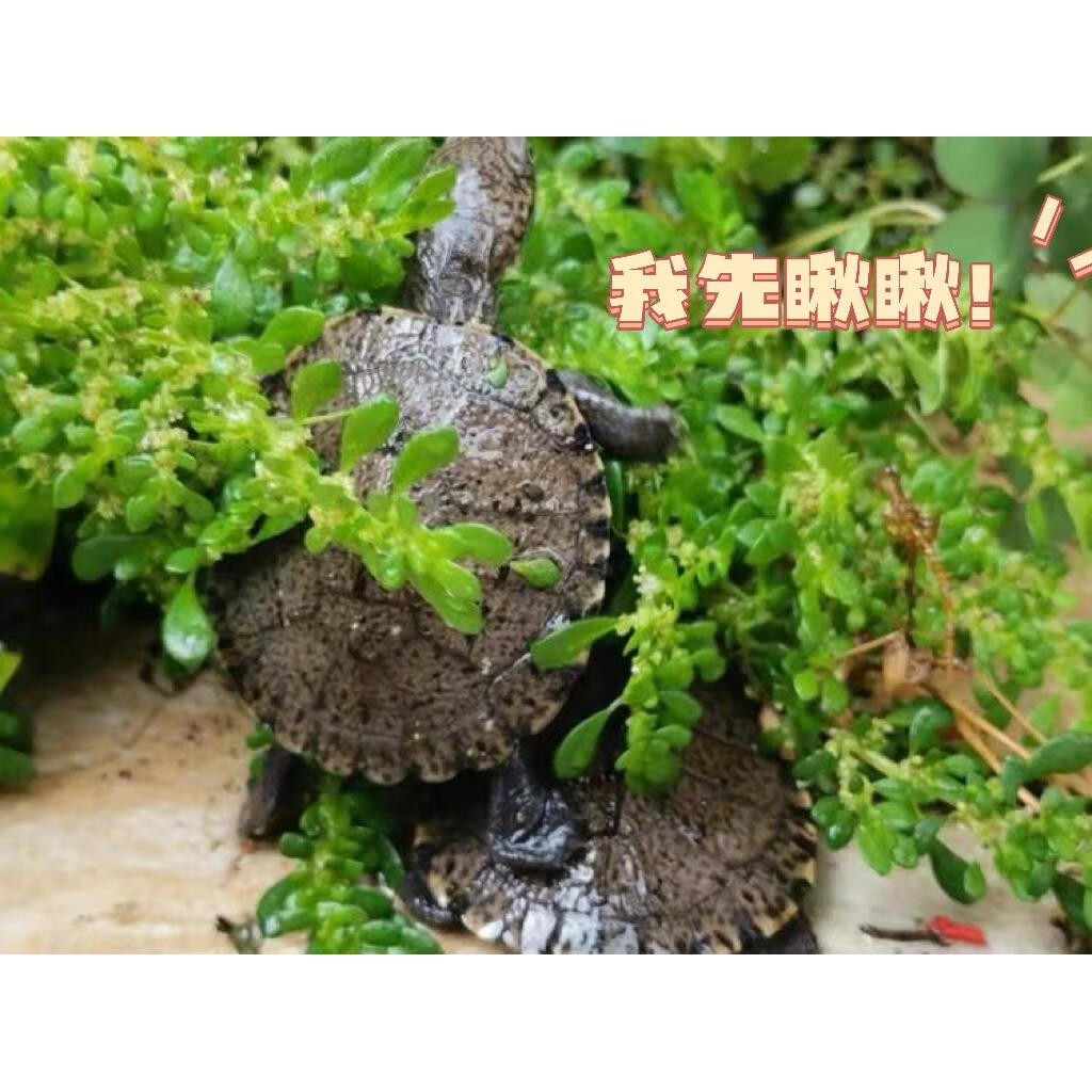 聪腾王麻子 丑萌届扛把子锯齿侧颈龟凌背侧颈龟宠好养互动强深水 瑕疵