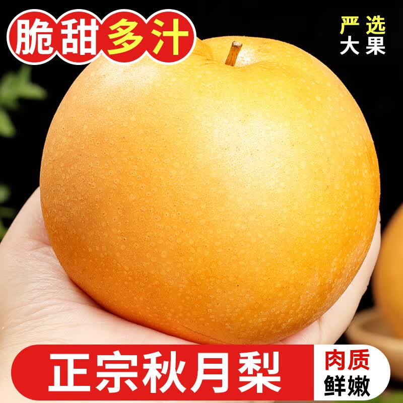 耕禾春山东秋月梨 新鲜水果莱阳冰糖梨 当季新鲜水果脆甜现摘梨子 果农优选【单果250g+】4.5-5斤