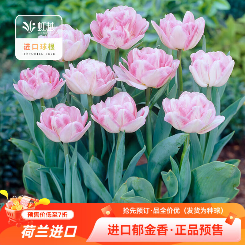 虹越（HONGYUE）2026新品荷兰进口郁金香5球装自然球种球 庭院阳台球根花卉预售 【进口自然球·5球】狐步舞（11/12）