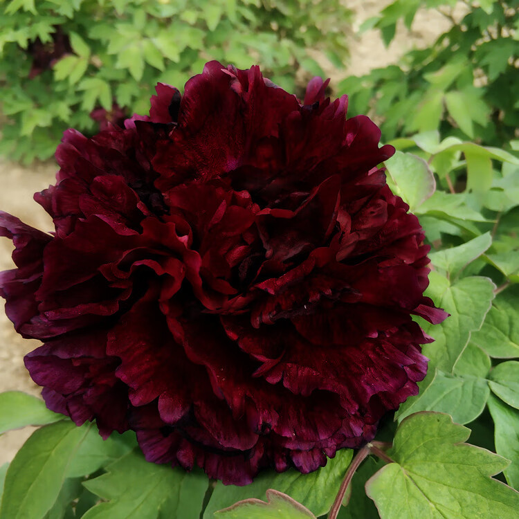 花苗正宗菏泽观赏别墅庭院带花苞盆栽重瓣洛阳大苗花卉稀有 黑牡丹1个