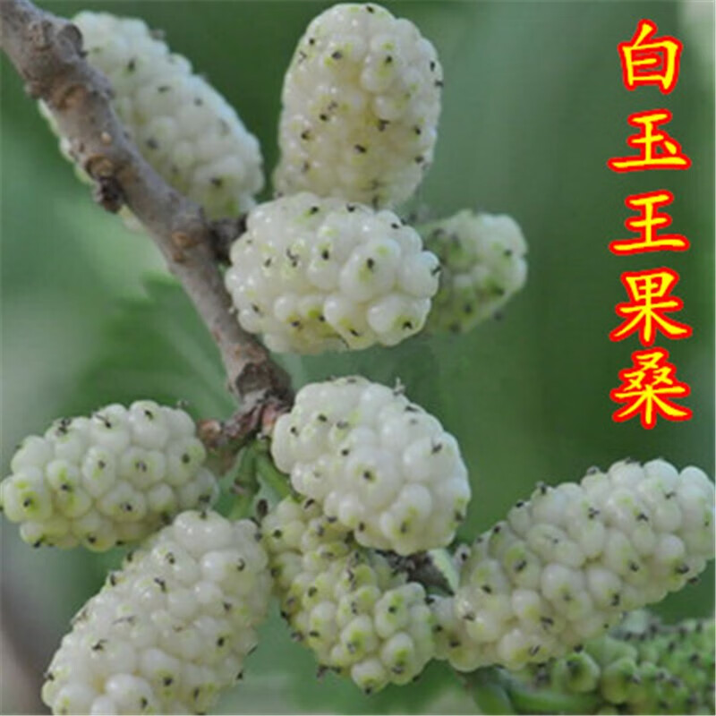 树苗种植当年结果食用黑桑水果白桑椹四季地栽果桑苗太阳长果 白玉王