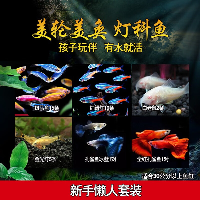 看水族活体历史价格|水族活体价格历史