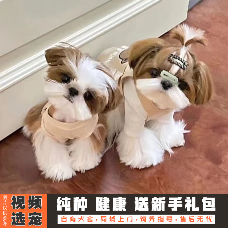 伊宠纯种西施犬幼犬宠物狗狗活体小狗活物幼崽小型犬 宠物级 公