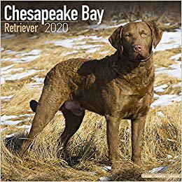 retriever,Beagle 【预订】chesapeake bay retriever calendar