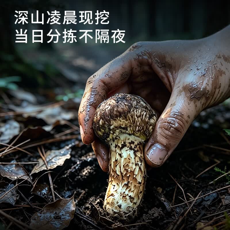 云创岳品香格里拉新鲜松茸菌子蘑菇出口级未开伞松茸礼盒团购顺丰冷链空运 出口级未开伞5-6cm 255g