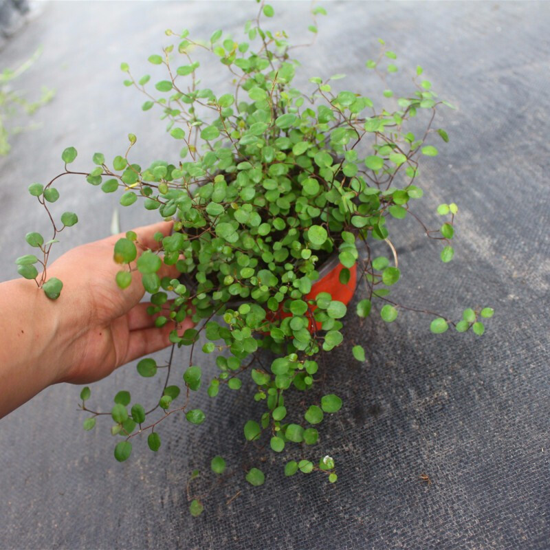 御卉阁 千叶吊兰盆栽 千叶草千叶兰吊兰盆栽庭院阳台微景观长藤吊兰