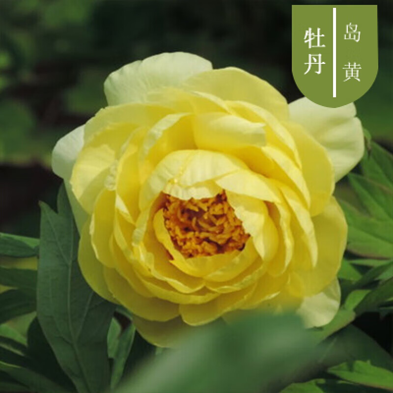 秋之果香园艺牡丹花苗盆栽洛阳庭院正宗五年大苗菏泽观赏牡丹花王重瓣