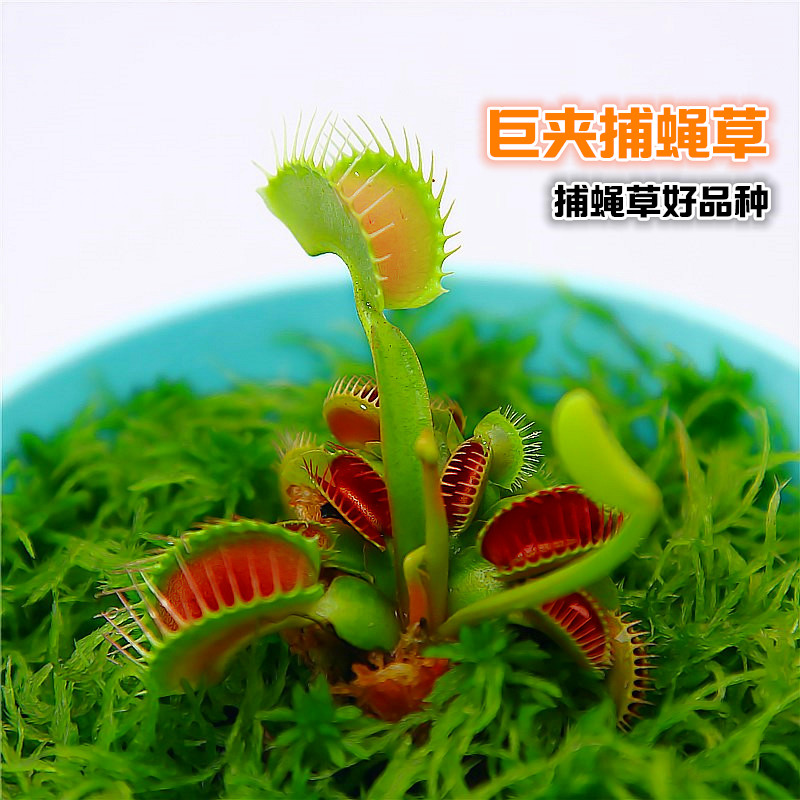 捕蝇草苗食虫植物苗盆栽驱蚊子捕苍蝇香草小虫食虫草花 巨夹幼苗(未