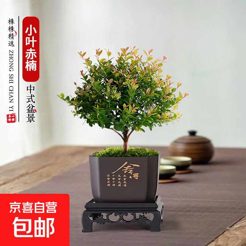 绿萝文竹九里香小叶赤楠禅意盆栽办公室桌面植物小盆景绿植花卉苗 小叶赤楠+舍得盆+方底托+青苔