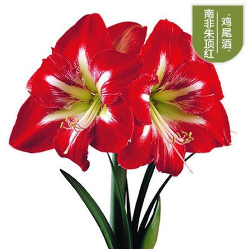 花卉盆栽室内花苗开花植物 【新品种 鸡尾酒】 【朱顶红1颗】不含盆
