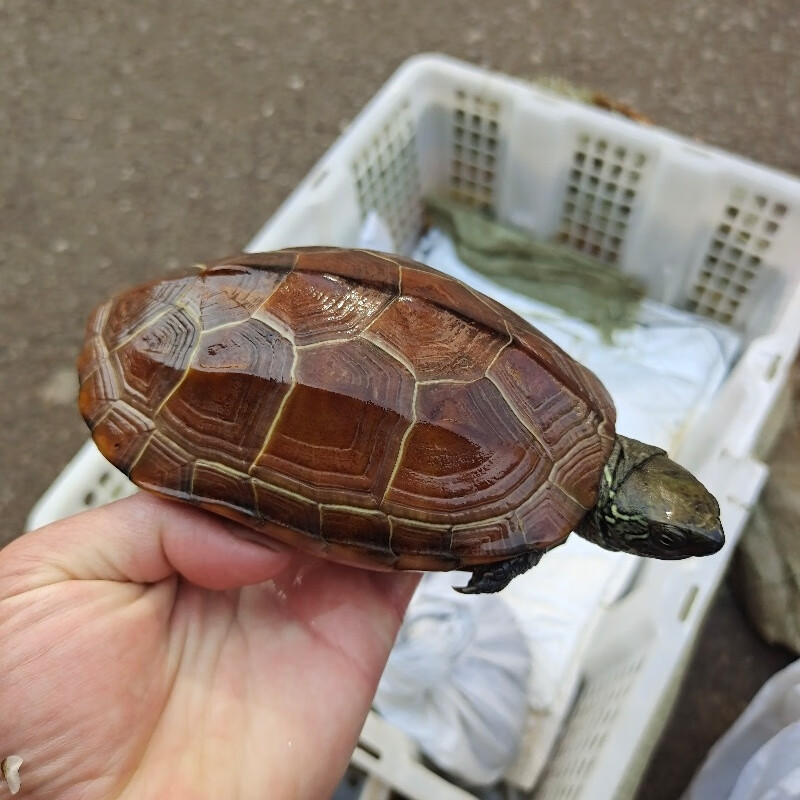 纯冷水外塘成年超大小宠物观赏食用土乌龟中华草龟母种龟下蛋龟 刀刻