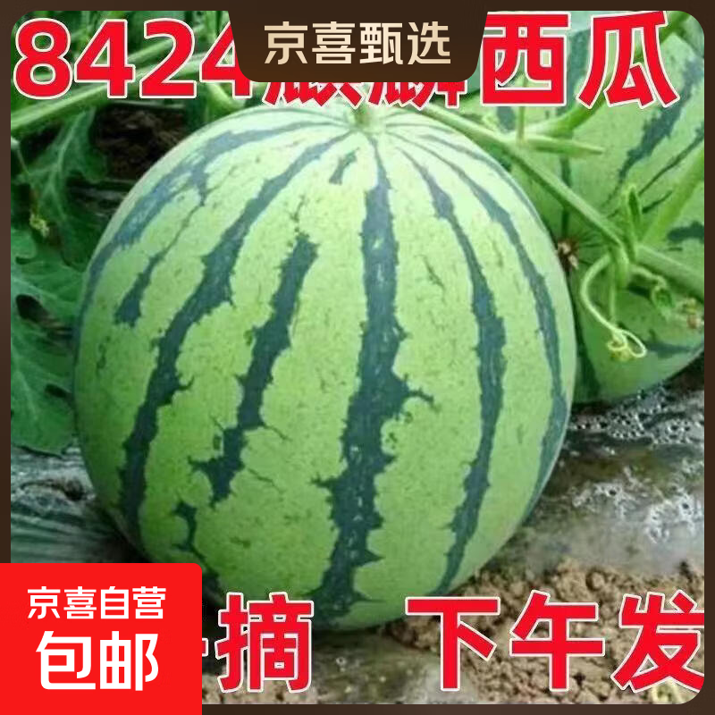 精品麒麟西瓜水果新鲜西瓜8424美都薄皮脆甜可口西瓜水果麒麟瓜5 8-9斤