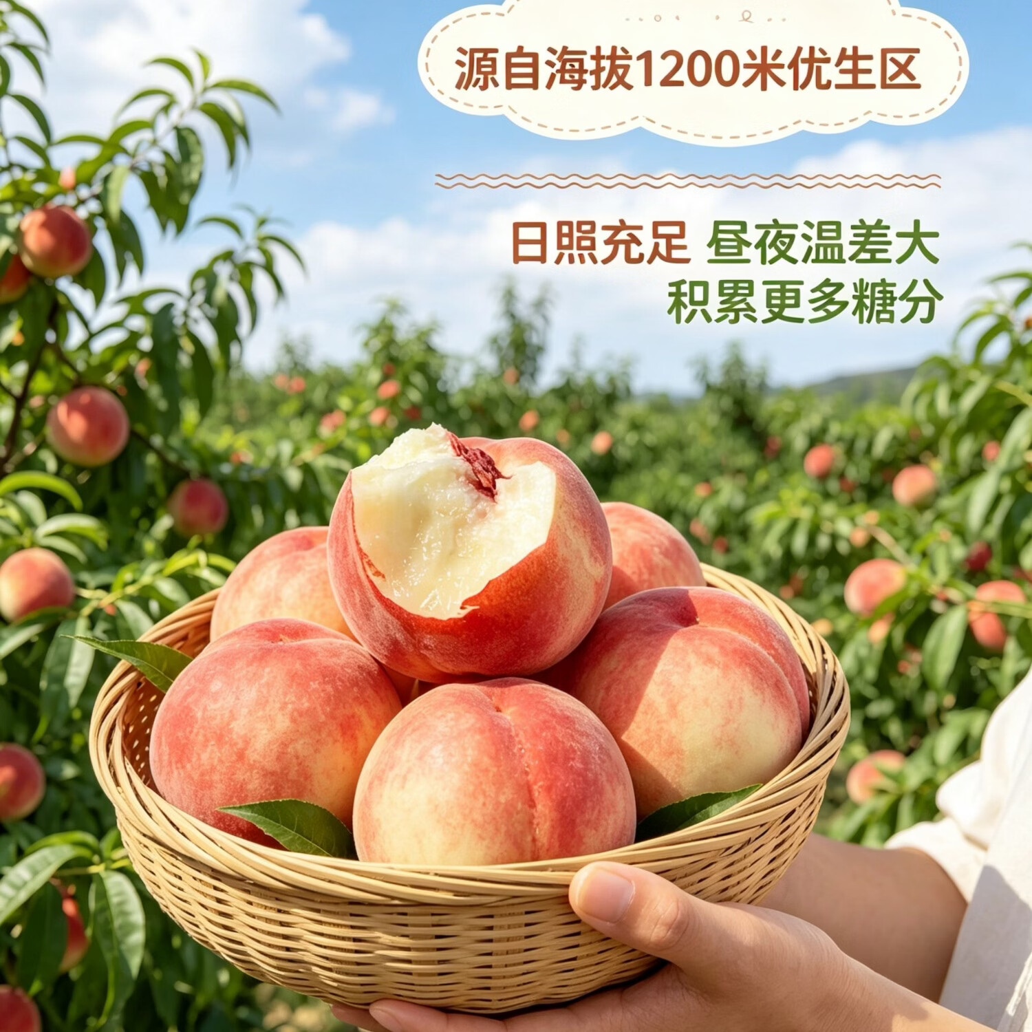 甘肃天水秦安水蜜桃水果新鲜桃子礼盒当季新鲜包邮多地次日达 10颗实惠中果尝鲜单果3-4两（果小慎拍）