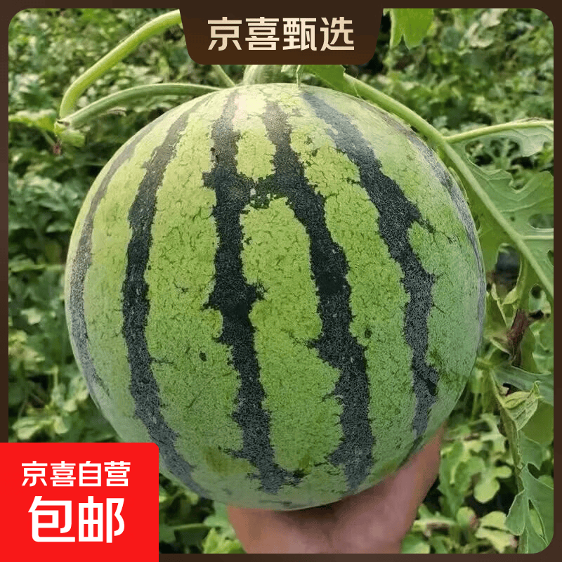 美都精品麒麟西瓜冰糖心新鲜应季麒麟瓜脆甜薄皮多汁水果京东包邮 5-6斤