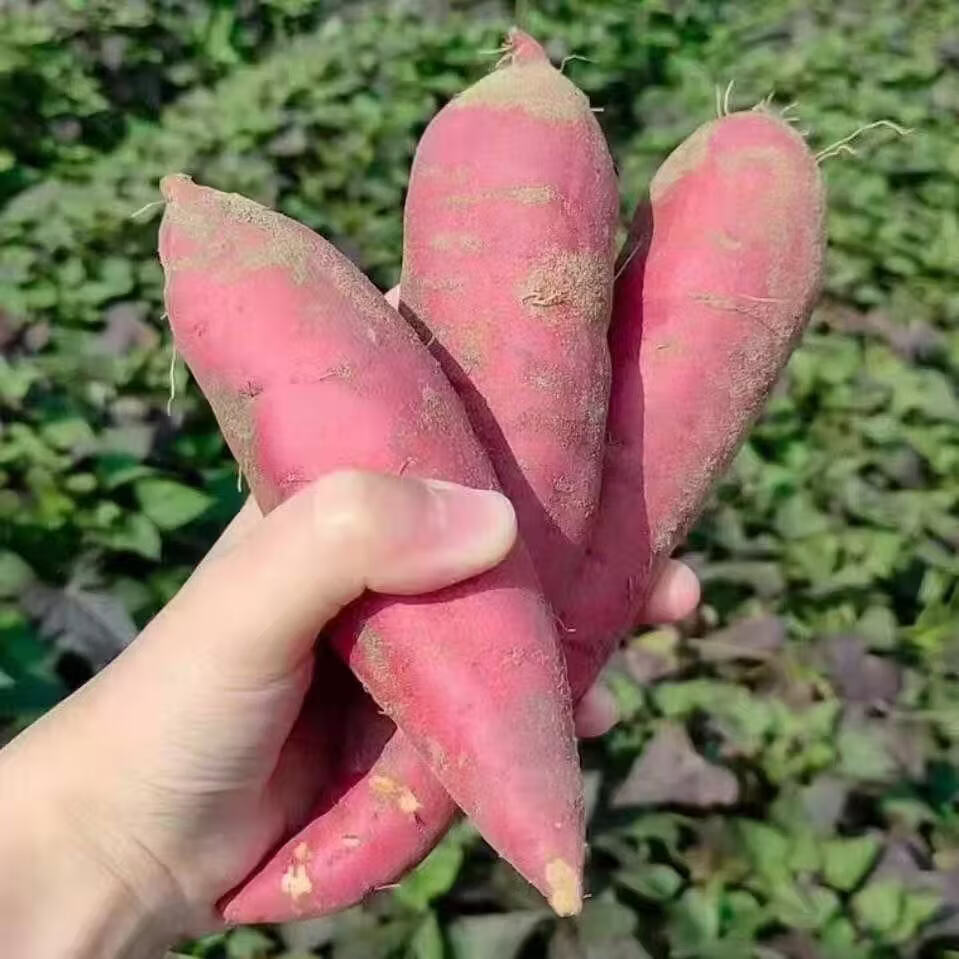 【热卖】农家龙九蜜薯新鲜农家自种沙地蜜薯地瓜整箱批发 蜜薯 5斤 带箱 小果
