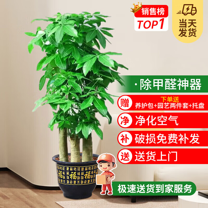 花财主天堂鸟盆栽办公室大型绿植客厅盆栽家用吸甲醛净化空气绿植 步步高发财树1.7-1.8m【福字盆】