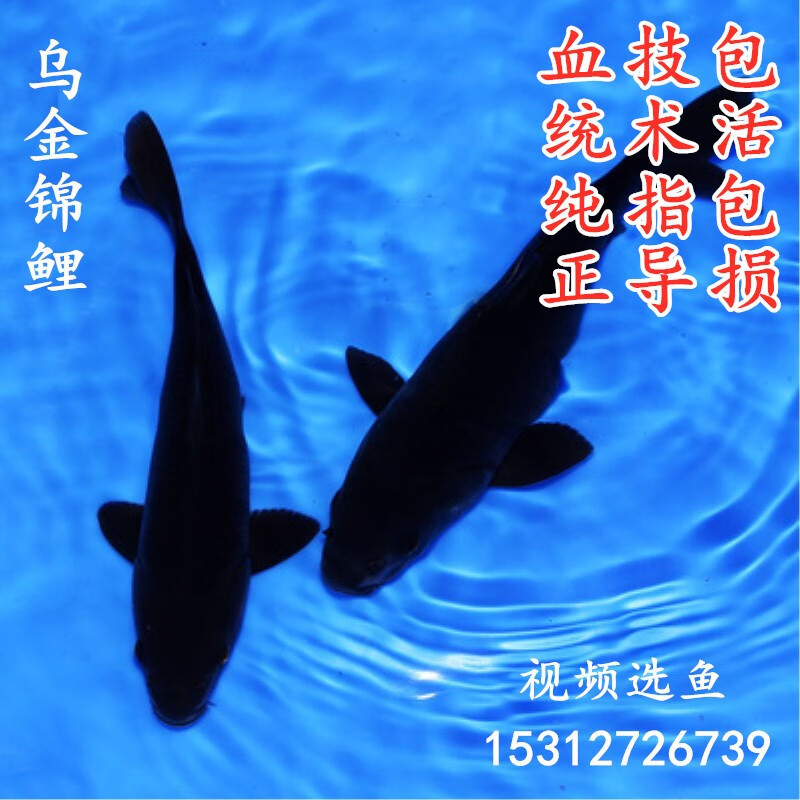 历史水族活体价格走势图|水族活体价格历史