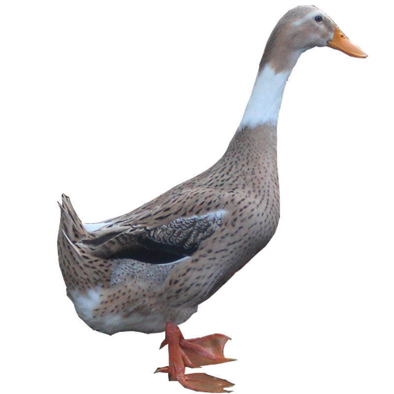 三年老麻鸭水鸭散养土鸭老鸭老鸭汤带舌整鸭现杀 三年老麻鸭一只净重2