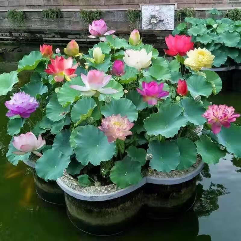 百婉集 食用莲藕种苗观赏荷花苗池塘四季水培植物可食用藕苗 混合品种