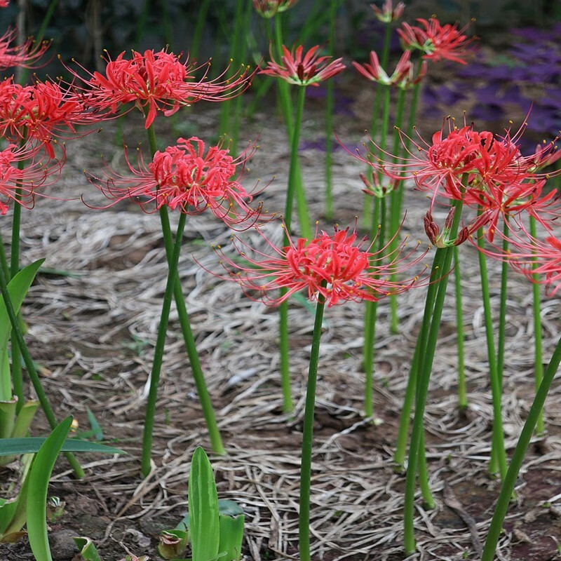 彼岸花种根 3个 不含盆