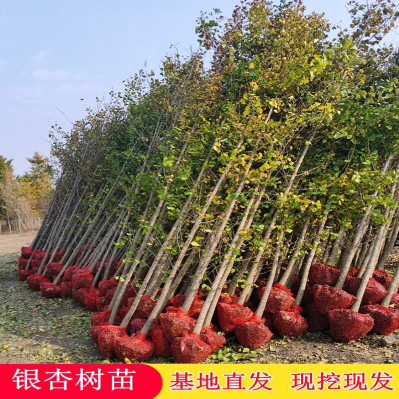 京佳乐花流金叶银杏树活苗白果树苗占地拆迁银杏树苗名贵庭院风景树