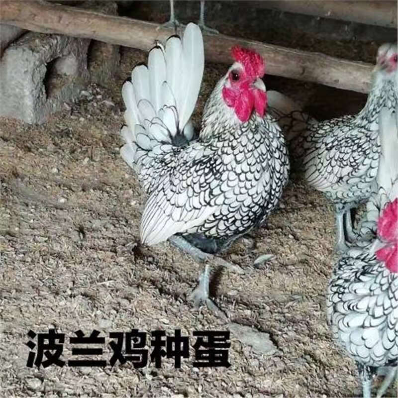 种蛋受精卵波兰鸡种蛋受精蛋可孵化小鸡观赏鸡小体型波澜鸡 1枚