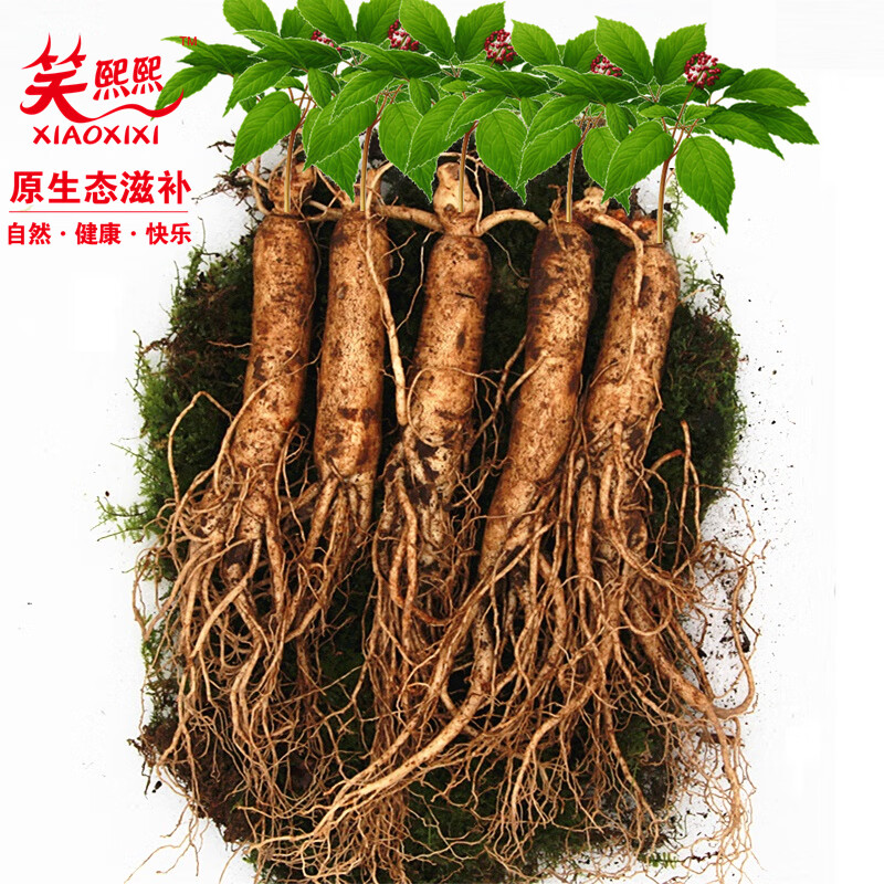 笑熙熙【產(chǎn)地直發(fā)】笑熙熙 特大新鮮人參 正宗長(zhǎng)白山現(xiàn)挖帶土鮮參 一斤（6-9支）